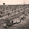 Load image into Gallery viewer, Sandlands - Zinfandel - Lodi, CA - 2021
