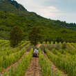 Load image into Gallery viewer, La Mongestine - 'Bob Singlar Blanc' - Roussanne, Vermentino - Provence, FR - 2021
