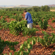 Load image into Gallery viewer, Bodegas de las Estrellas - 'Ego Vinum Blanco' - Verdejo, Macabeo - Castilla la Mancha, ES - 2019
