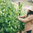 Load image into Gallery viewer, Lady of the Sunshine - 'Chêne Vineyard' - Pinot Noir - Edna Valley, CA - 2021
