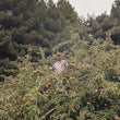 Load image into Gallery viewer, Bardos Cider - 'Rocinante' - Feral Apples - North Coast, CA - 2021 - 500ml
