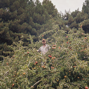 Bardos Cider - 'Rocinante' - Feral Apples - North Coast, CA - 2021 - 500ml