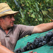 Load image into Gallery viewer, Saetti - 'Cadetto' - Lambrusco Salamino - Emilia Romagna, IT - 2020
