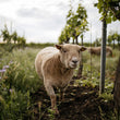Load image into Gallery viewer, Schödl - 'Blumenthal' - Grüner Veltliner - Weinviertel, AT - 2020
