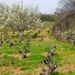 Load image into Gallery viewer, Viñas Serranas - 'Ciclón' - Rufete - Castilla y Léon, ES - 2020
