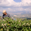 Load image into Gallery viewer, Lyrarakis - Liatiko - Crete, GR - 2022
