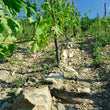 Load image into Gallery viewer, Denavolo - 'Catavela' - Malvasia di Candia, Ortugo, Marsanne, Trebbiano - Colli Piacenti, Emilia Romagna, IT - 2020
