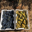 Load image into Gallery viewer, Onda Brava - Moscatel - Guarilihue, Itata Valley, CL - 2021
