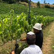 Load image into Gallery viewer, Kindeli - 'Primavera' - Syrah, Pinot Noir - Upper Moutere, Nelson, NZ - 2020
