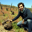 Load image into Gallery viewer, Pequenos Rebentos - Loureiro - Vinho Verde, PT - 2019

