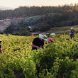 Load image into Gallery viewer, Onda Brava - Cinsault - Itata Valley, CL - 2019
