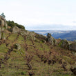 Load image into Gallery viewer, Arribas - 'Saroto Tinto' - Field Blend - Trás-os-Montes, PT - 2021
