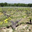 Load image into Gallery viewer, Les Maisons Brûlées - 'Coco' - Malbec - Loire Valley, FR - 2020
