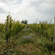 Load image into Gallery viewer, Schödl - 'Blumenthal' - Grüner Veltliner - Weinviertel, AT - 2020
