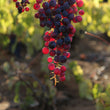 Load image into Gallery viewer, Agricola Luyt - 'Coronel del Maule' - Pipeño Tinto - Maule Valley, CL - 2022 - 1000ml
