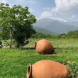 Load image into Gallery viewer, Chubini Cellars - 'Amber Wine' - Rkatisteli, Chinuri - Shilda, GE - 2019
