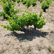 Load image into Gallery viewer, Las Moradas de San Martín - 'Las Moradas' - Garnacha - Sierra de Gredos, ES - 2013
