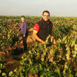 Load image into Gallery viewer, Bodegas Gratias - Tardana - Manchuela, ES - 2020
