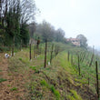 Load image into Gallery viewer, Pianora - 'Vermouth Erborista' - IT - 500ml
