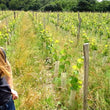 Load image into Gallery viewer, Le Briseau - 'Patapon Blanc' - Chenin Blanc - Loire Valley, FR - 
