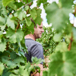 Load image into Gallery viewer, Weinreich - Chardonnay, Weissburgunder - Wonnegau, Rheinhessen, DE - 2021

