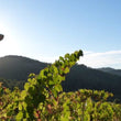 Load image into Gallery viewer, Masia de la Roqua - 'Penedes' - Xarel-lo - Catalonia, ES - 2020
