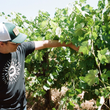 Load image into Gallery viewer, Broc Cellars - 'Love White' - White Blend - North Coast, CA - 2021

