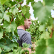 Load image into Gallery viewer, Weinreich - 'PINOT' - Pinot Noir - Rheinhessen, DE - 2018
