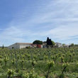 Load image into Gallery viewer, Domaine Petit Roubié - 'Nature du Petit Roubié' - Picpoul de Pinet - Languedoc, FR - 2021
