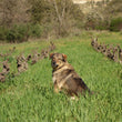 Load image into Gallery viewer, Vignoble Reveille - 'Ultra Violet' - Syrah - Roussillon, FR - 2016
