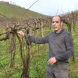 Load image into Gallery viewer, Werlitsch - 'Freude' - Sauvignon Blanc, Chardonnay - Styria, Austria - 2017
